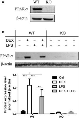 Peroxisome Proliferator-Activated Receptor-γ Modulates the Response of Macrophages to Lipopolysaccharide and Glucocorticoids